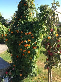 Der Aprikosenbaum ist gestorben,für die „Schwarzäugige Susanne“ eine perfekte Gelegenheit zum Klettern. (Bild: Josef und Lisbeth Bucheli)