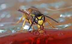 Wespe im Schlemmer-Paradies (Bild: Bruno Schuler)
