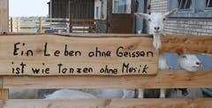 Ein Leben ohne Geissen....in Muolen. (Bild: Yvonne Aldrovandi-Schläpfer)