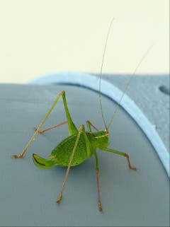 Die Weibchen der Laubheuschrecken haben einen sichelförmigen Legeapparat. (Bild: Josef Lustenberger)