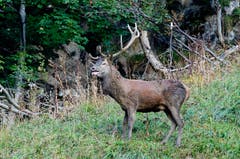 Dieser Hirsch sieht recht lädiert aus. Wahrscheinlich hat er, da jetzt Brunftzeit ist, gerade harte Kämpfe hinter sich. (Bild: Marianne Schmid)