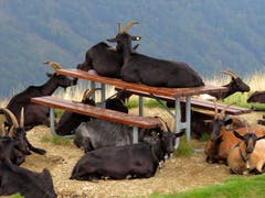 Hungrige Gäste jederzeit willkommen. So eine Tischgarnitur kann man vielseitig benützen. Wünschen guten Appetit! (Bild: Peter Imboden, Monte Tamaro)