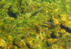 Auch ein Blick in die Reuss kann sich lohnen, da sieht man was da alles los ist, und was für sauberes Wasser in der Reuss ist. (Bild: Walter Buholzer, Unter der Egg)