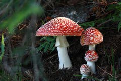 Fliegenpilzfamilie: Täglich ein neuer Pilz von 14., 15., 16., 17. September 2018.