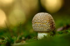Goldiger Herbst. (Bild: Marianne Schmid, Gunzwil)