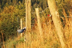 Wassertränke auf der Weide. (Bild: Irene Wanner, Schötz)