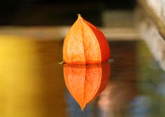 Die Gesichter des Herbstes erscheinen. (Bild: Rolf Schweizer)