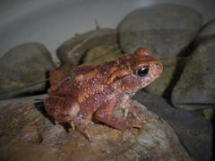 Eine Kröte im Garten in St.Gallen. (Bild: Ruth Kessler)