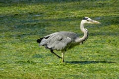 Schleichend durch den Algenschlamm: ein Graureiher in Arbon (Bild: Doris Sieber)