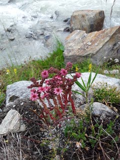Blühender Hauswurz, aufgenommen in Saas Fee. (Bild: Bruno Ringgenberg, 29. August 2018)