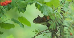Das Eichhörnchen ist sprungbereit in Trogen (Bild: Hans Aeschlimann)
