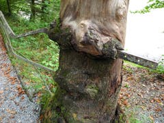 Der Baum war stärker als das Eisengeländer in der Rappenlochschlucht. (Bild: Rolf Schai)