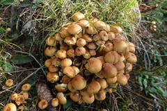 Pilze wie Trauben, am Fuss der Stächelegg. (Bild: Josef Habermacher)