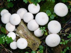 Die Stäublinge sind doch wirklich schöne Pilzköpfe. (Bild: Josef Lustenberger (Steinhuserberg, 20. September 2018))