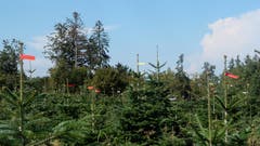 Warten auf Weihnachten und das bei dieser Wärme. Christbaumplantage bei Ruggisberg. (Bild: Franz Häusler)