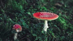 Zwei Fliegenpilze im Wald beim Seealpsee. (Bild: Remo Schläpfer)