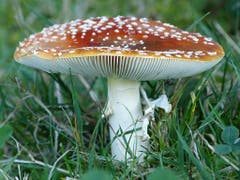 Es ist doch logisch, dass die Fliege den Fliegenpilz besucht. (Bild: Josef Lustenberger (Steinhuserberg, 20. September 2018))