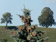 Nicht alle Bäume tragen Zapfen. (Bild: Josef Lustenberger (Steinhuserberg, 20. September 2018))