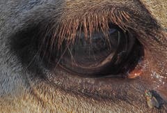 Auge in Auge... Fliege vs. Kuh (Bild: Renato Maciariello)