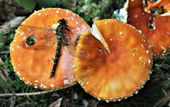 Hat die Mosaikjungfer vom giftigen Fliegenpilz genascht, oder hat sie rein zufällig diesen Pilz zum Sterben ausgesucht? (Bild: André Egli (Willisau, 20. September 2018))