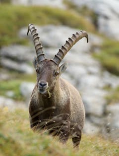 Ein Steinbock im Alpstein (Bild: Hans Aeschlimann)