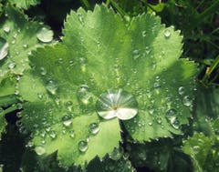 Spätsommerlicher Morgengruss. (Bild: Hanny Oswald)
