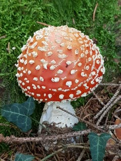 Wie im Märchen... (Bild: Reto Schlegel)