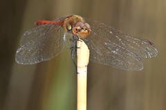 Farbtupfer im herbstlichen Moor - diese rote Heidelibelle. ((Bild: Bruno Schuler (Alpnachstad, 23. September 2018))
