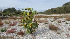 Symbolträchtiges Bild für die letzten Monate: Teilweise ausgetrocknetes Flussbett und trotzdem wuchsen die Sonnenblumen. Aufgenommen im Flussbett der Thur zwischen Niederneunforn und Fahrhof. (Bild: Stephan Lendi)