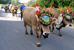 Alpabzug in Emmetten. (Bild: Regula Aeppli (Emmetten, 22. September 2018))