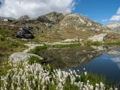 Wollgras an einem kleinen Weiher auf dem Grimsel. (Bild: Theres Nussbaumer (Grimsel, 22. September 2018))
