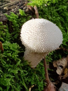 Die Morgensonne lässt den Pilz leuchten. (Bild: Reto Schlegel)