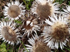 Silberdisteln auf Melchsee-Frutt. Die Silberdistel weist auf den Herbstbeginn hin. ((Bruno Ringgenberg (21. September 2018))