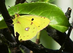 Es geht auch ohne Besuch bei einer Blüte. (Hufeisenklee-Gelbling). (Bild: Josef Lustenberger (Wolhusen, 22. September 2018))