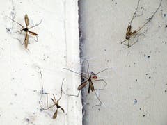 Die Vorratskammer dieser Spinne ist schon gut gefüllt. (Bild: Josef Lustenberger (Wolhusen, 22. September 2018))