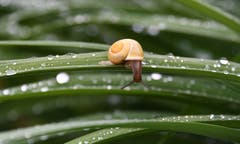 Nach dem Regen... (Bild: Yvonne Aldrovandi-Schläpfer)