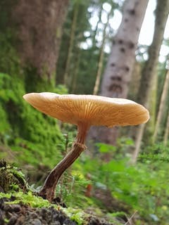 In der Waldlichtung gewachsen. (Bild: Reto Schlegel)