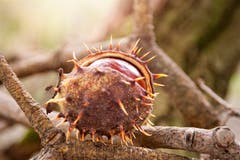 Die Marroni fallen von den Bäumen, der Herbst beginnt. ((Bild: Anita Imfeld-Leu (Cham, 23. September 2018))