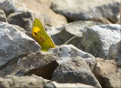 Der Hufeisenklee-Gelbling wurde trotz gutem Versteck entdeckt. (Bild: Josef Lustenberger (Wolhusen, 22. September 2018))