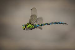 Auf diesem Flugbild der Blaugrünen Mosaikjungfer (Aeshna cyanea) zeigt sich deren Eleganz und Schönheit. (Bild: Hanspeter Schenk)