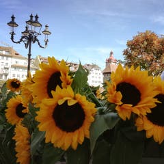 Flower Power in Luzern. (Bild: Larisa George, 23. September 2018)