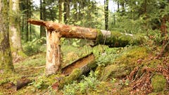 Unterwegs im Wald. (Bild: Irene Wanner (Schötz, 24. September 2018))