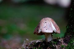 Pilzsaison. (Bild: Marianne Schmid (Gunzwil, 23. September 2018))