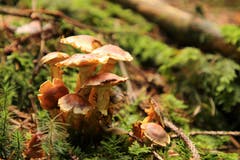 Unterwegs im Wald. (Bild: Irene Wanner (Schötz, 24. September 2018))