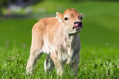 Hier erkundet ein ganz junges Kalb den Zugerberg. (Moritz Helpferer (Zug, 22. September 2018))