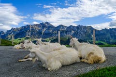 Ziegen an der Hochalp. (Bild: Luciano Pau)