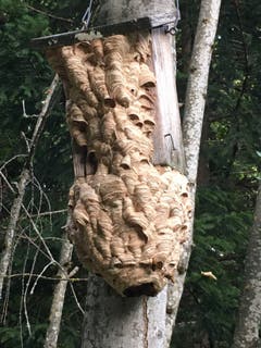 Ein Wespennest am Vogelhäuschen, geplündert durch Hornissen im Magdenauer Wald. (Bild: Otmar Gerschwiler)