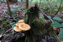 Verschiedene Pilzarten bevorzugen als Standort totes Holz - im Bild im Wald bei Eschenz. (Leserbild: Christian Müller - 16. November 2016)