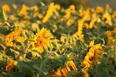 Nicht erwartet, aber umso mehr habe ich mich über dieses spätblühende Sonnenblumenfeld gefreut (Bild: Irene Wanner (Egolzwil, 25. September 2018))