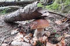 Ein kräftiger Steinpilz aus den Appenzeller Hügeln. (Leserbild: Uli Butz - 18. September 2018)